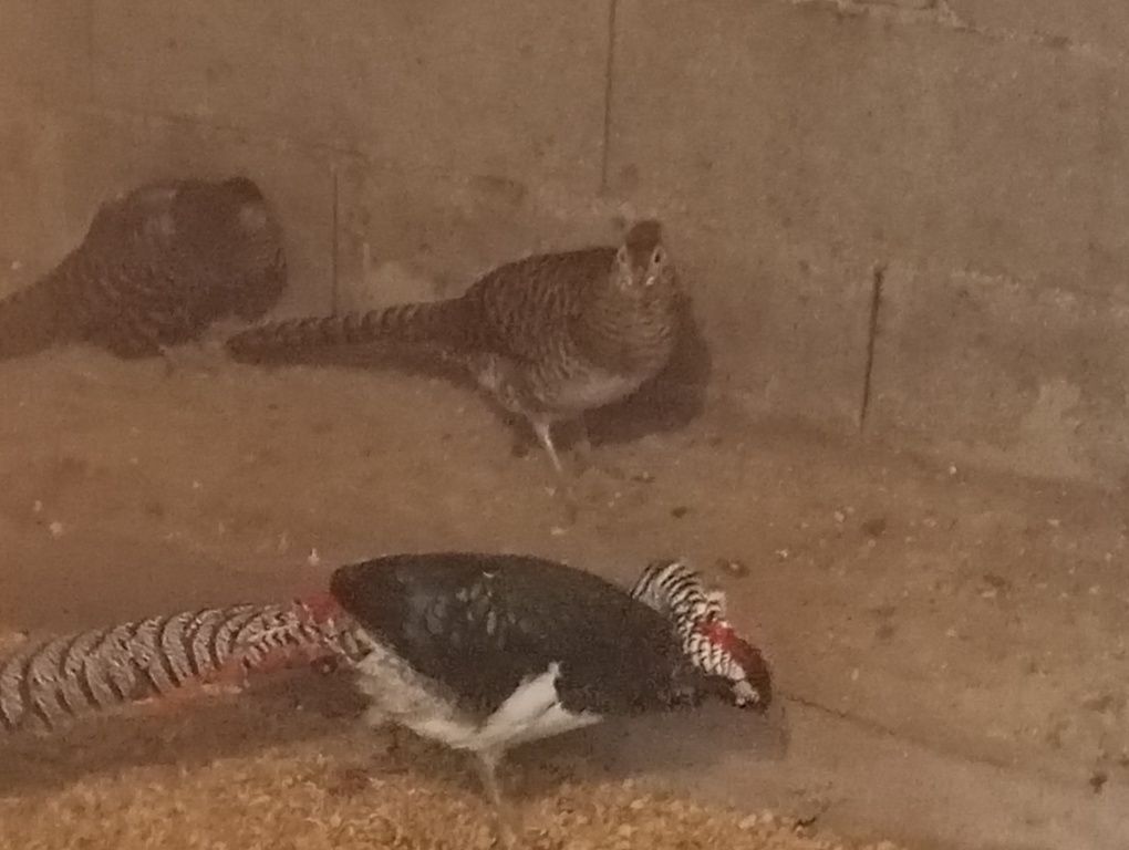 Casais ou trio de Faisões