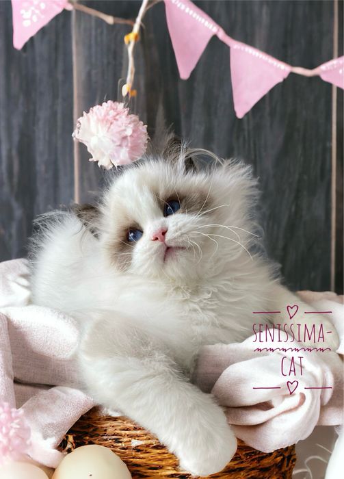 Ragdoll z rodowodem FPL