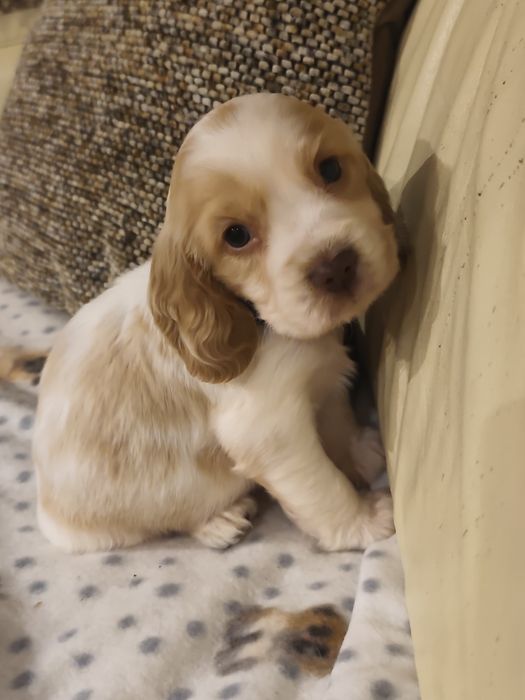 Cocker Spaniel MENINO