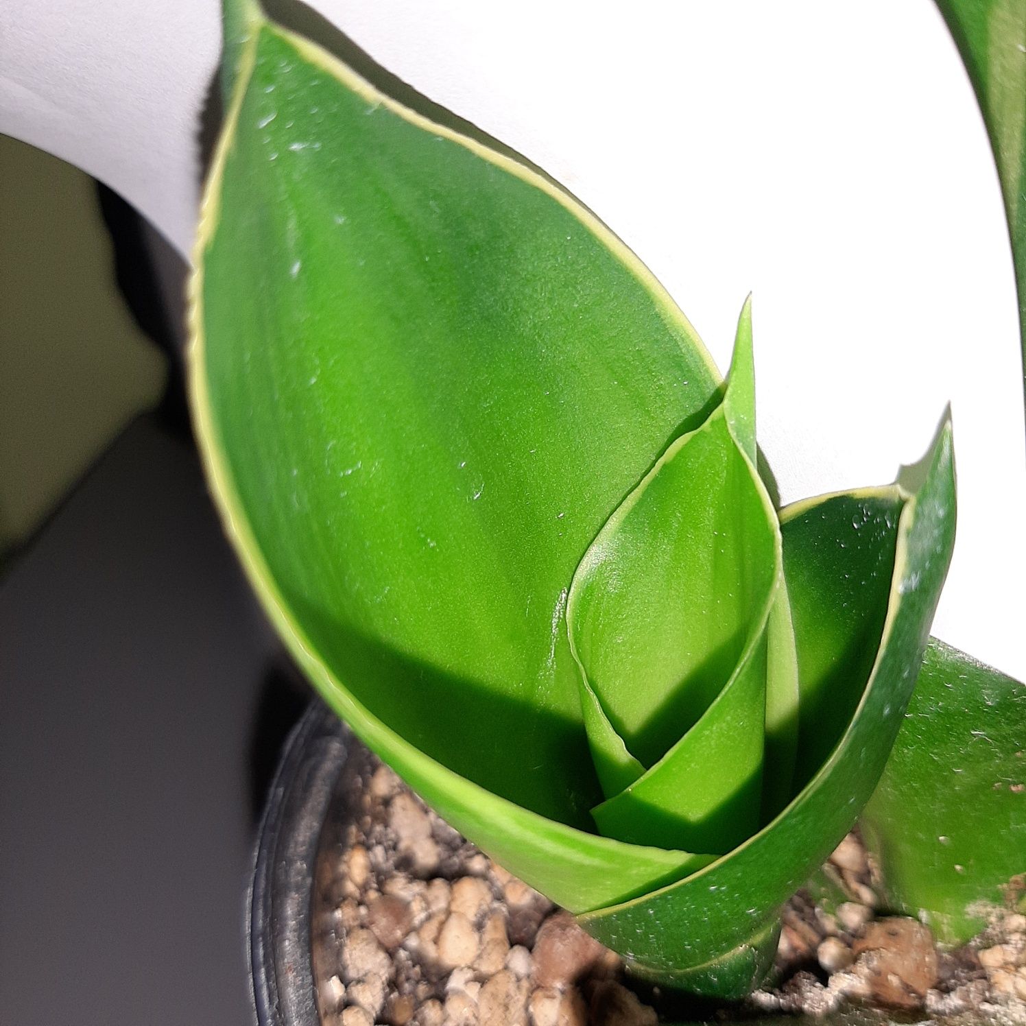 Emerald Star,  Emerald