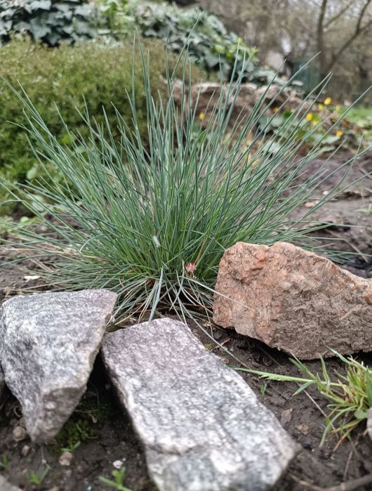 Овсяница сизая  .Фестука