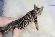 Bengalski chłopak