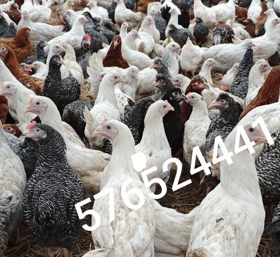 Kury Rosa Leghorn Dominant Lohman Greenshel