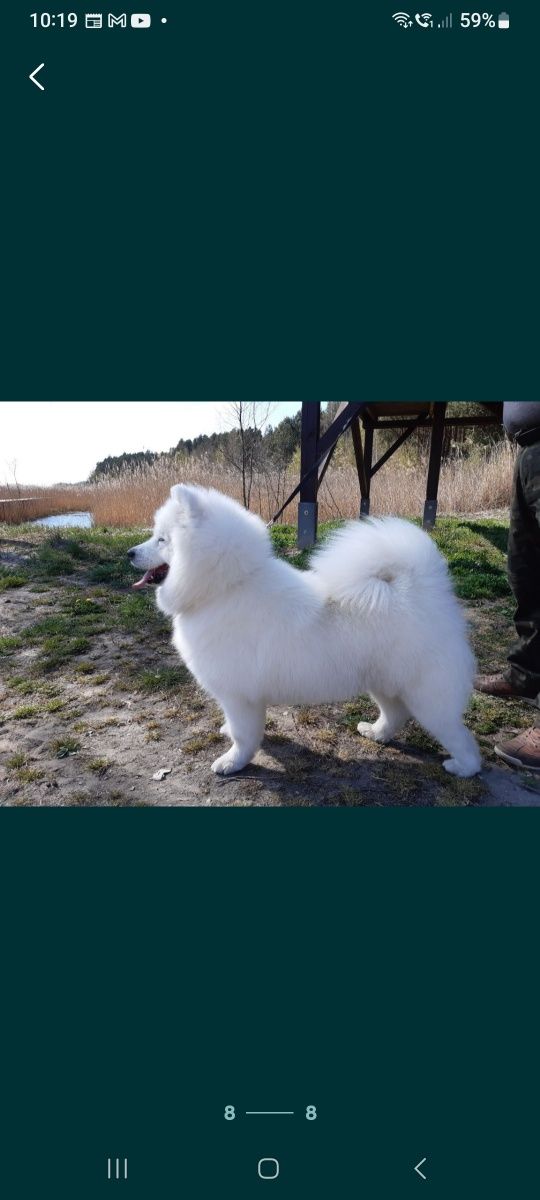 Sprzedam Samoyed/ Samojed szczeniak FCI