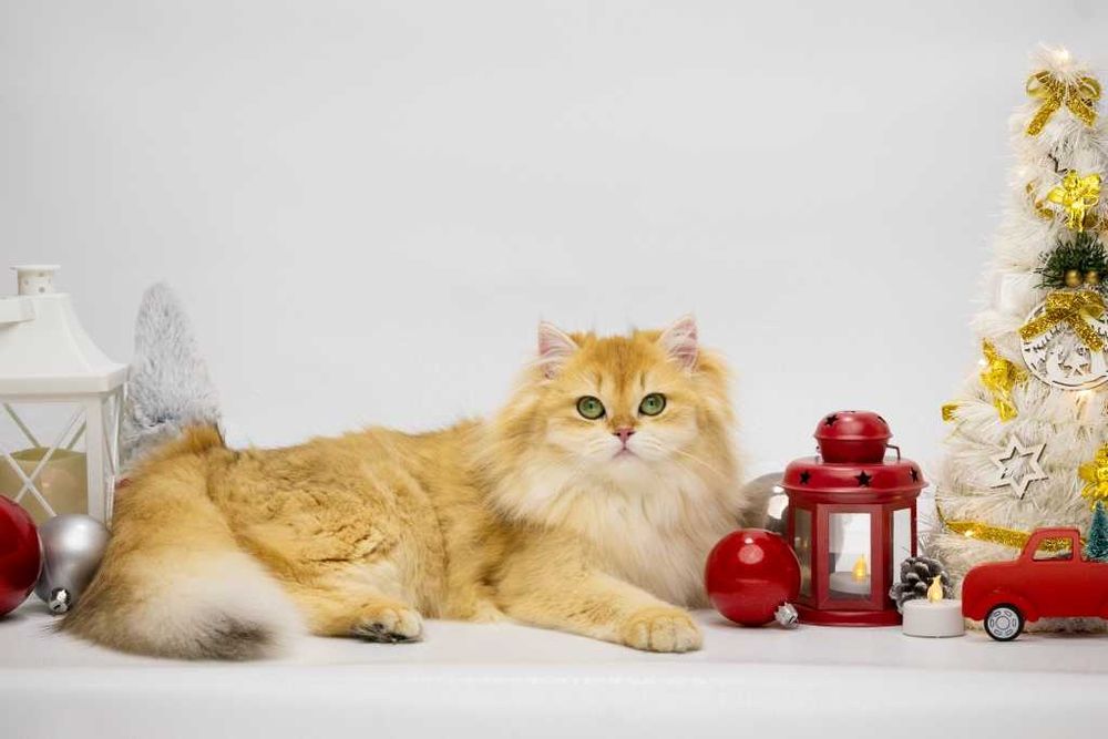 Очень красивая британская кошечка с прививками