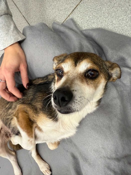 Molly - delikatna i łagodna suczka szuka kochającego domu!