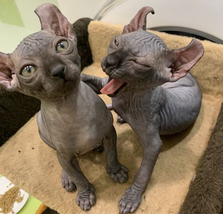 Котята канадський сфінкс ельф
