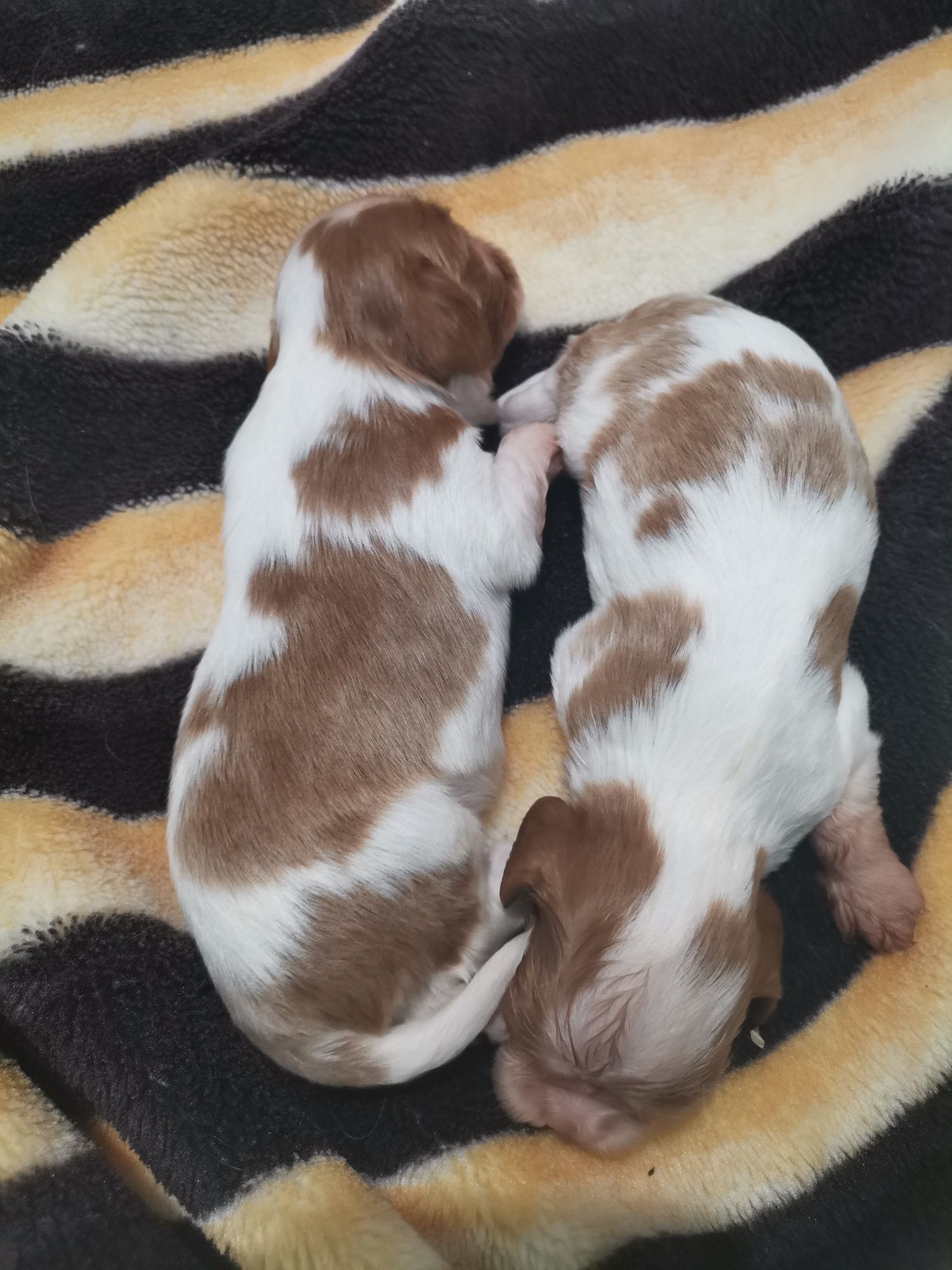 Cavalier King Charles spaniel