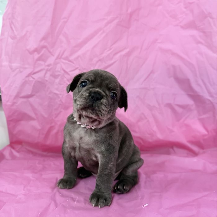 Menina buldog frances