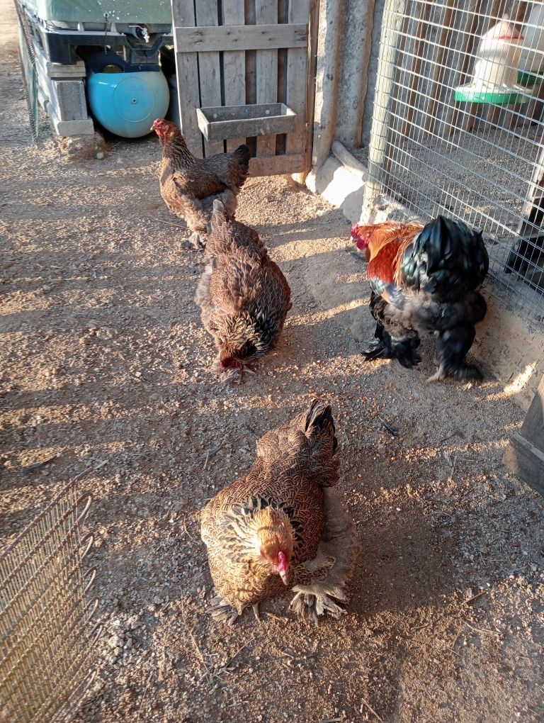Ovos galados de brahma perdiz dourada