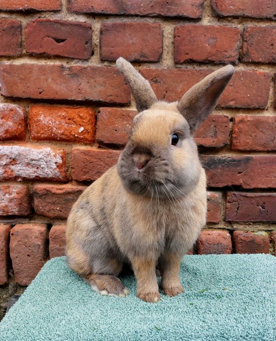 Krolik samczyk samiec kolorowy gladki baranek