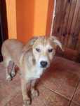 Oddam za darmo psa do adopcji