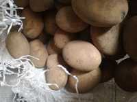 Ziemniaki sadzeniaki Catania Irga Irys Vineta