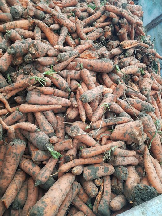 PIĘKNA Marchew Nie odpadowa  PASZOWA