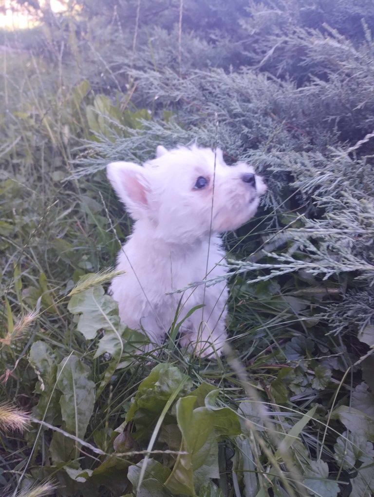 SUCZKA- West Highland Wbite Terrier