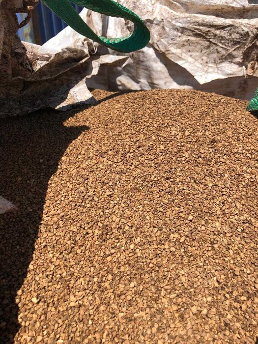 Caroço de Azeitona limpo e seco