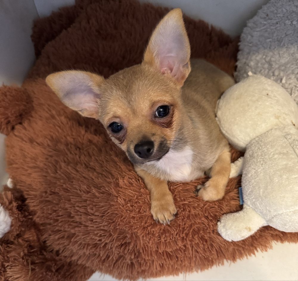 Chihuahua piesek