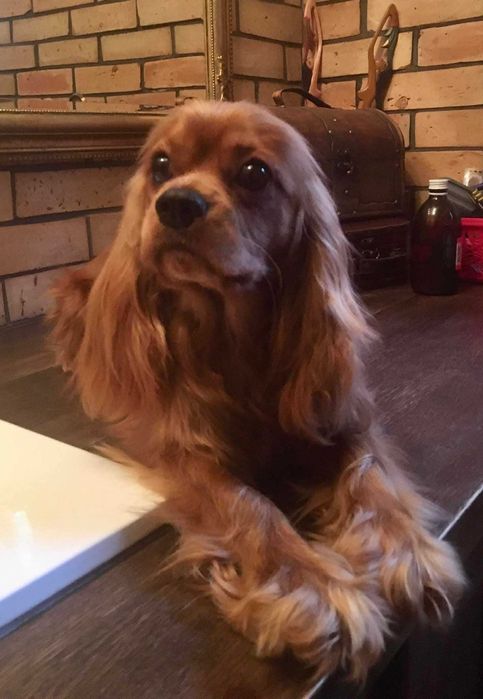 Cavalier King Charles Spaniel FCI, ruby piesek