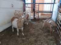 Sprzedam kozy Burskie