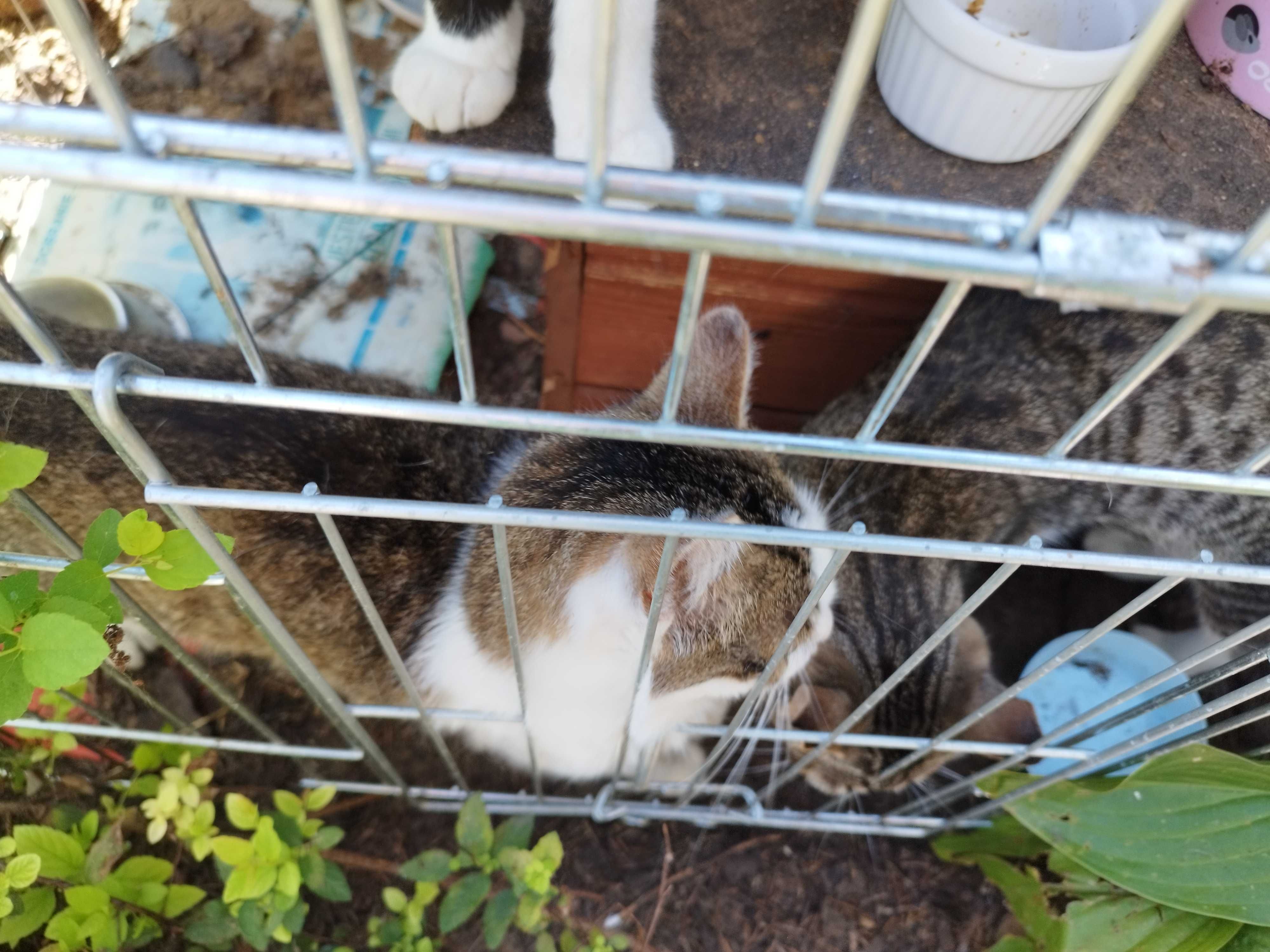 Koty polecają się do adopcji