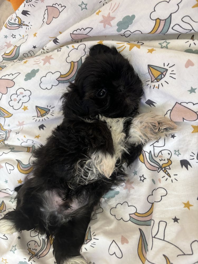 Piesek czarny shih tzu