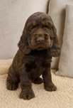 Piękna czekoladowa sunia Cocker Spaniel Angielski z rodowodem