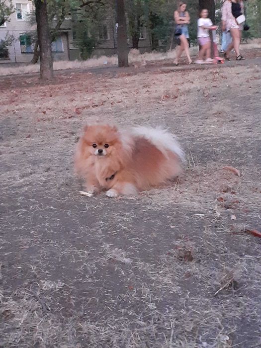 Вязка собак шпиц