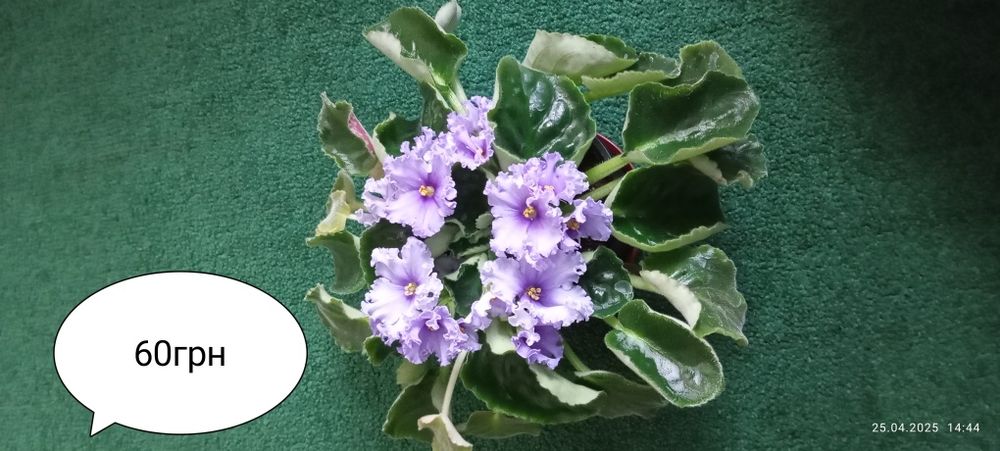 Продам квіти фіалки