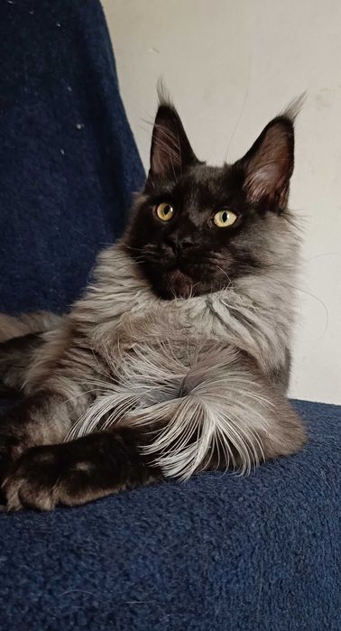 Котята мейн-кун 2 мальчика и девочка