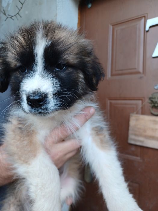 Oddam pieski w dobre ręce