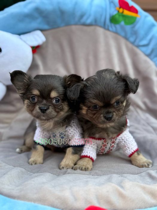 Чихуахуа мальчик мини стандарт длиношерстный