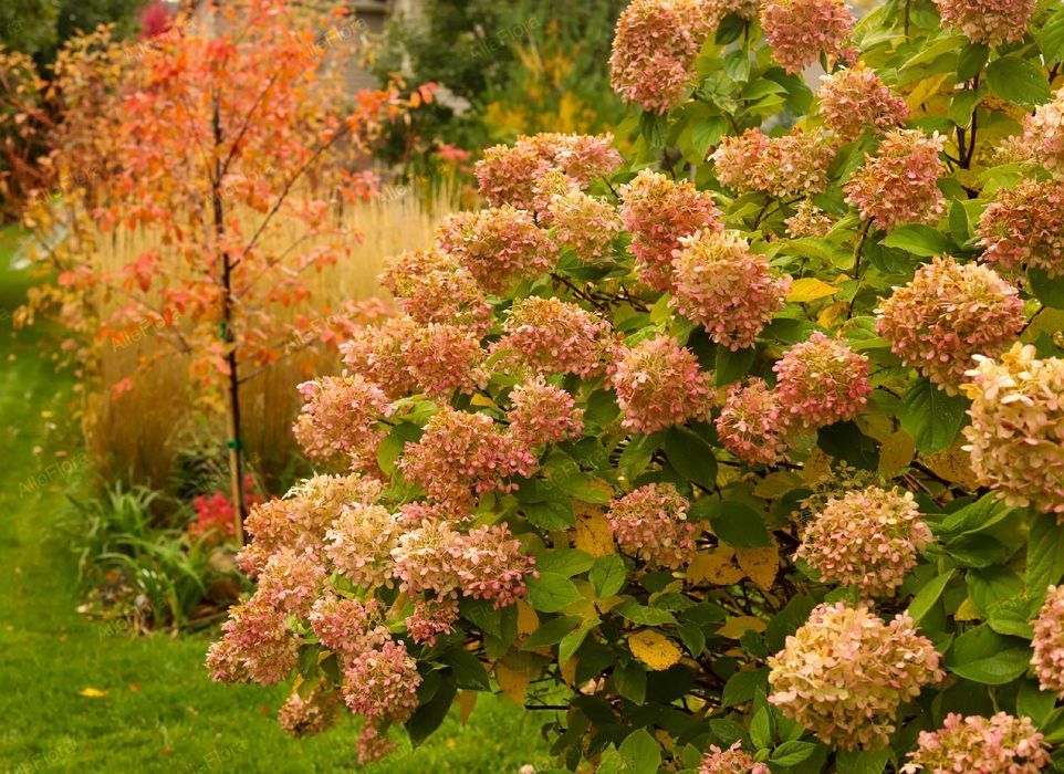 Hortensja bukietowa 'Limelight' (Hydrangea paniculata) Doniczka 2.0L