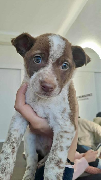 Meninas Porte Pequeno/Médio (10kg)