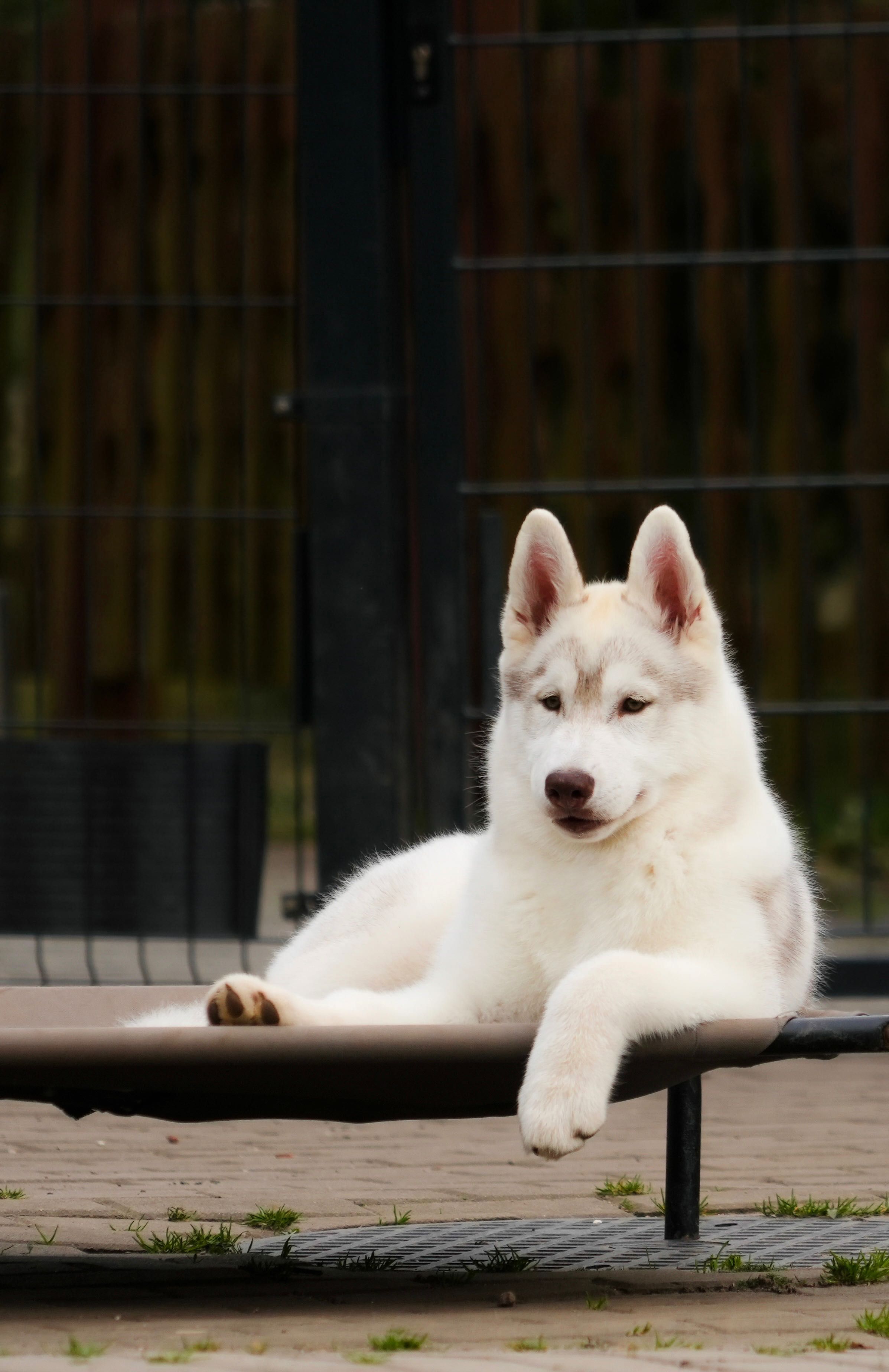 Przepiękna prawdziwy Nanook's Siberian Husky FCI