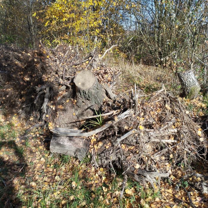 Oddam korzenie za darmo