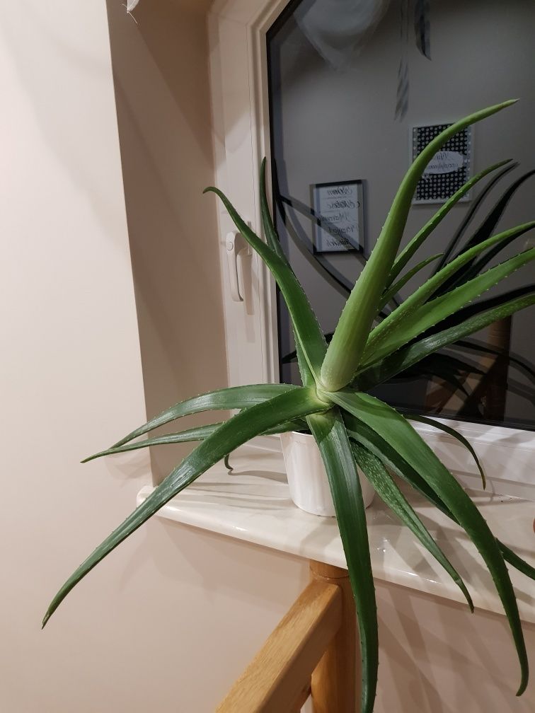 Duży i zdrowy Aloes vera