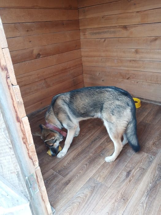 Передержка собачек  любих пород. Услуги животных Отель для собачек