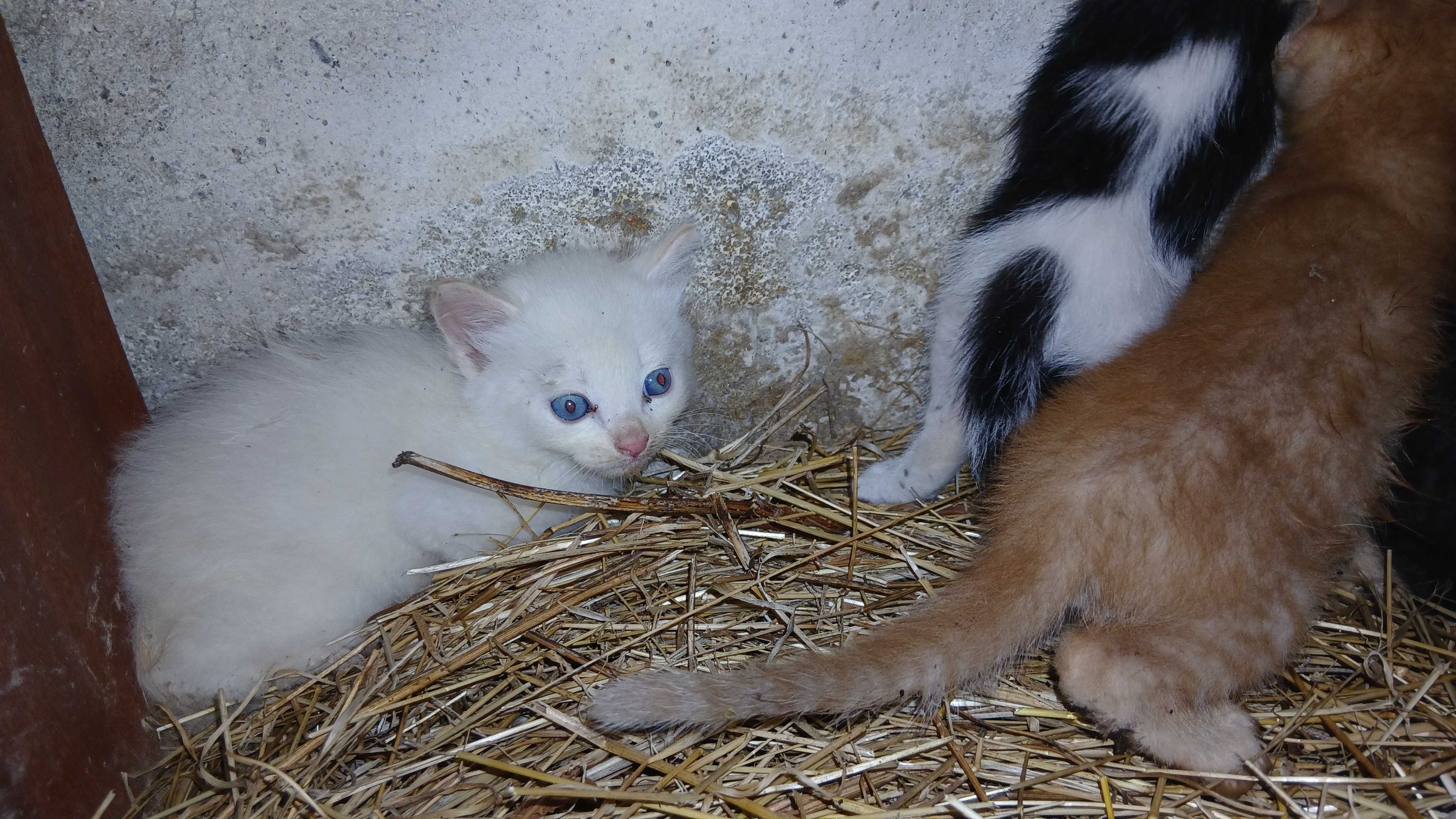 Gatinhos para adoção