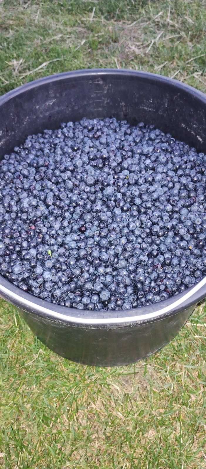 Ostatnie suche jagody świeże z tego samego dnia 34zl/kg (24zl/litr)