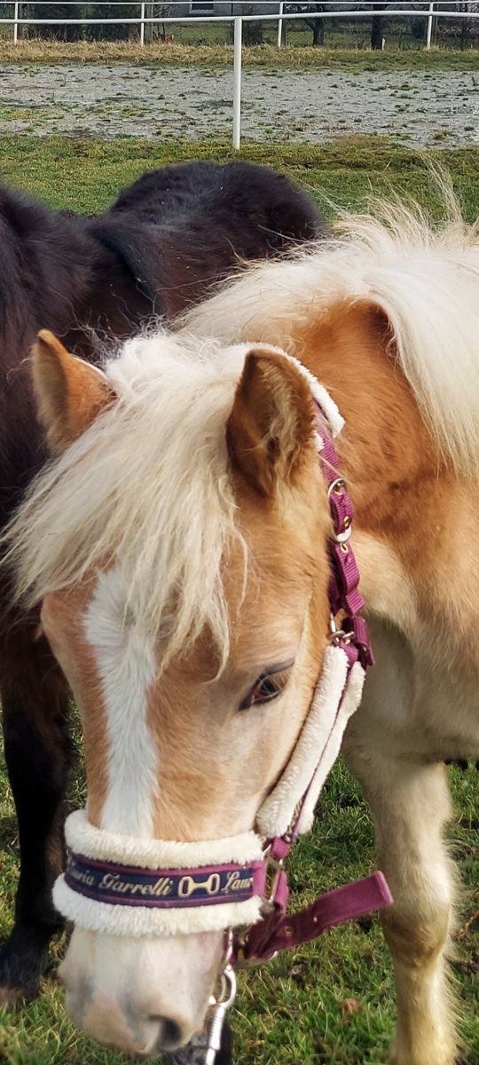 Ogierek haflinger 12 miesięcy - pełne poch.