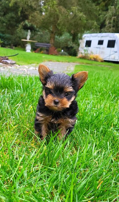 Śliczne Yorki z rodowodem