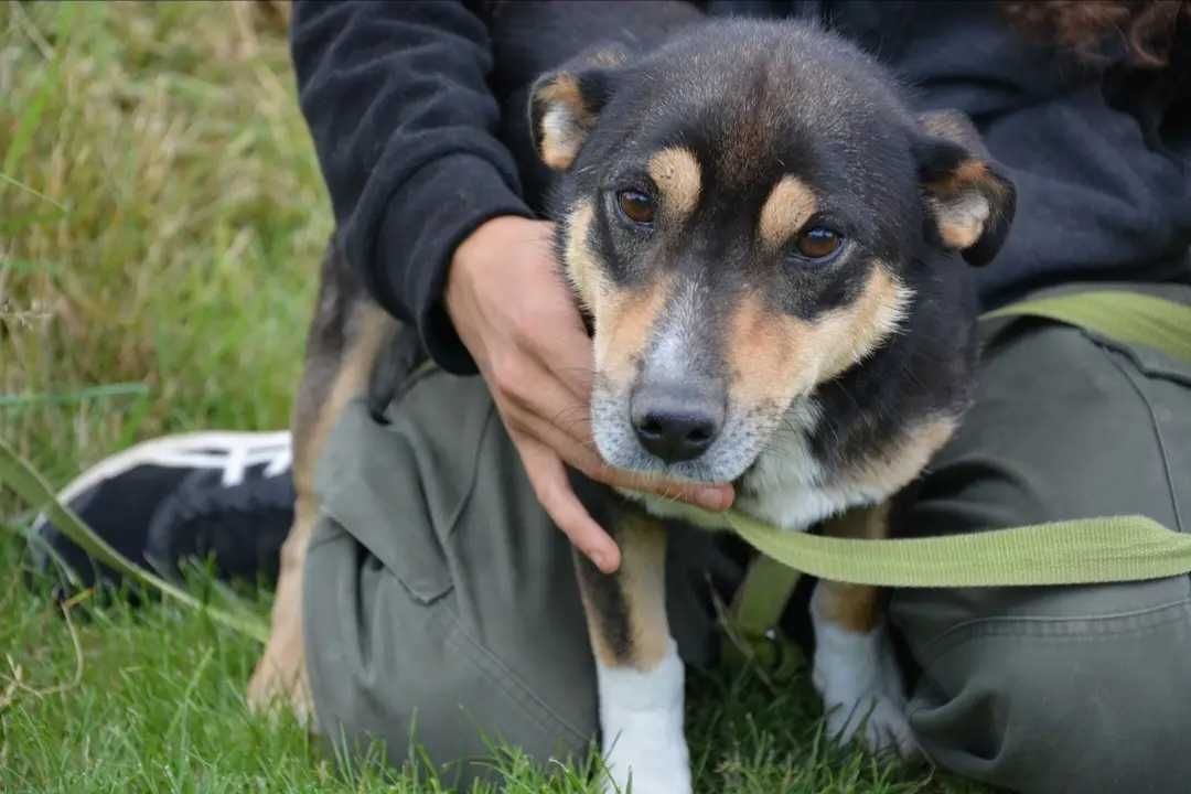 Odmień życie cudownego Bambika!