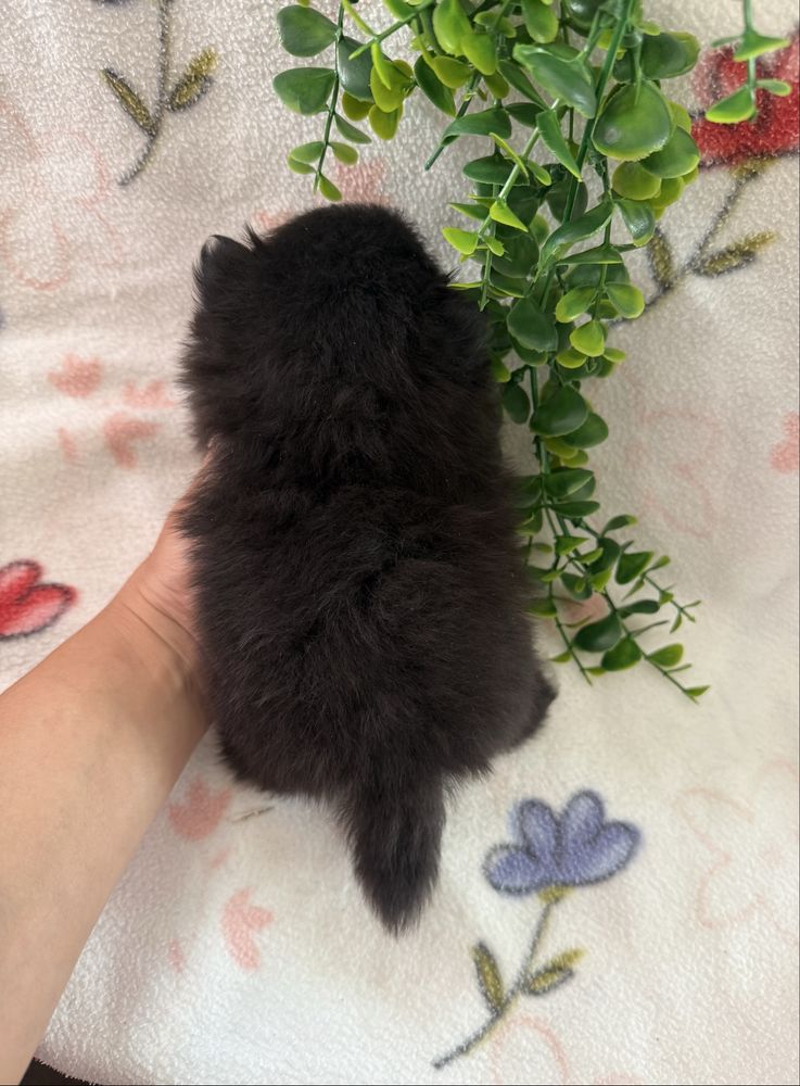 Excelente mini Lulu da Pomerania / Spitz Alemão Anão de Qualidade