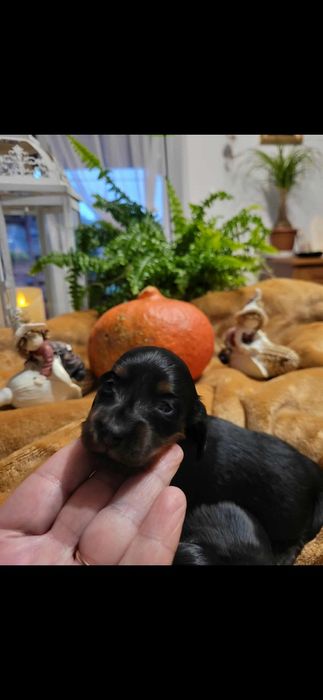 Jamnik długowłosy miniaturowy