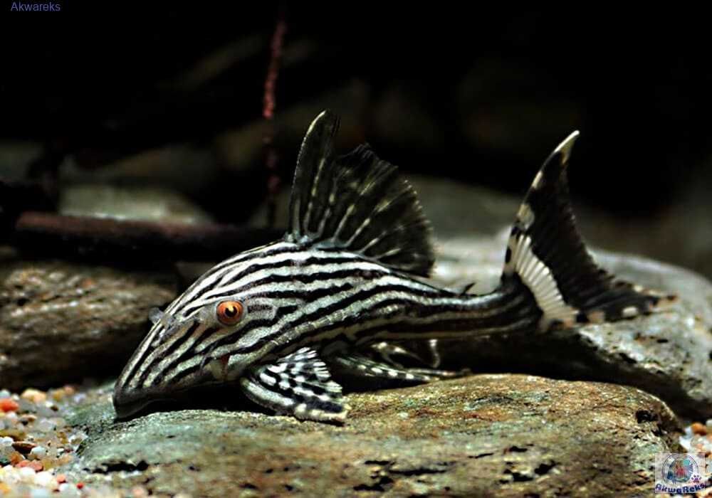 L 190 Zbrojnik czarnopasy – Panaque nigrolineatus 17-20cm WF/F0