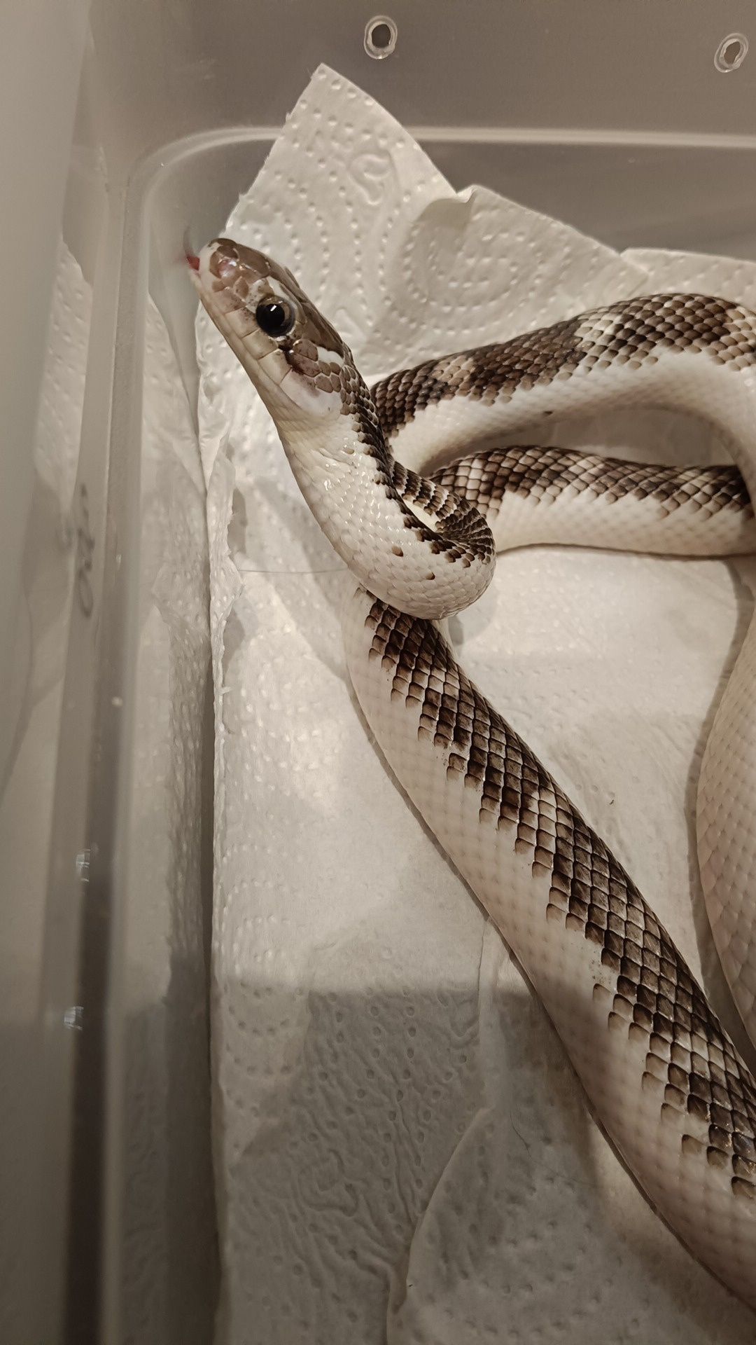 P. Obsoleta wąż smugowy
