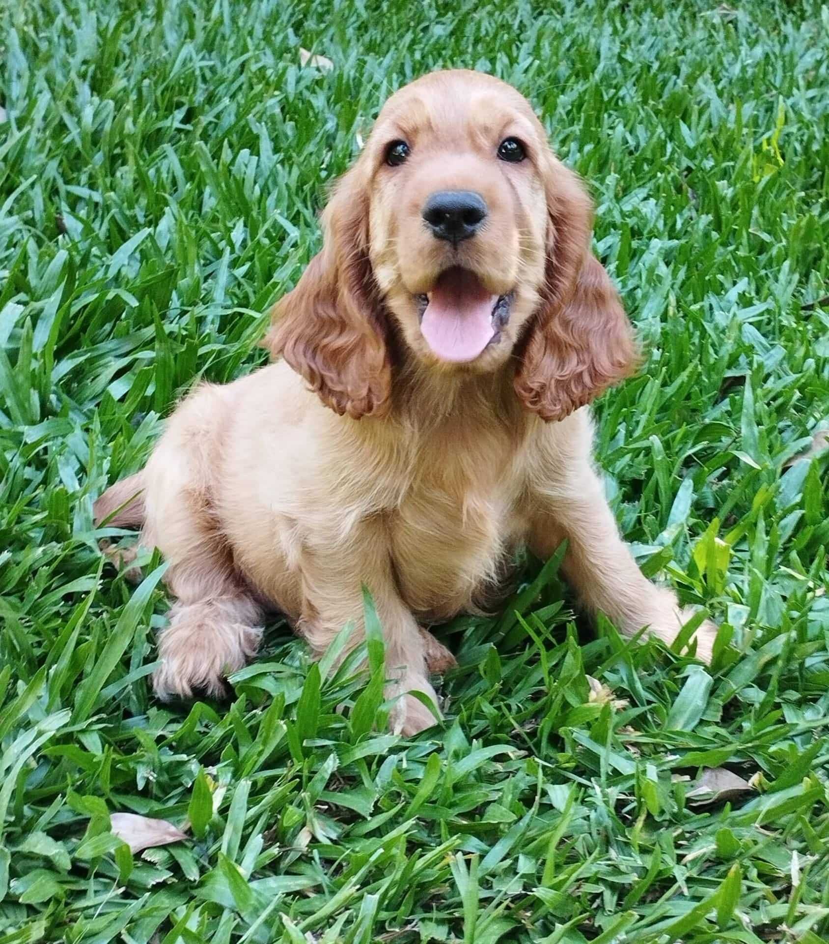 Linda fêmea cocker Spaniel