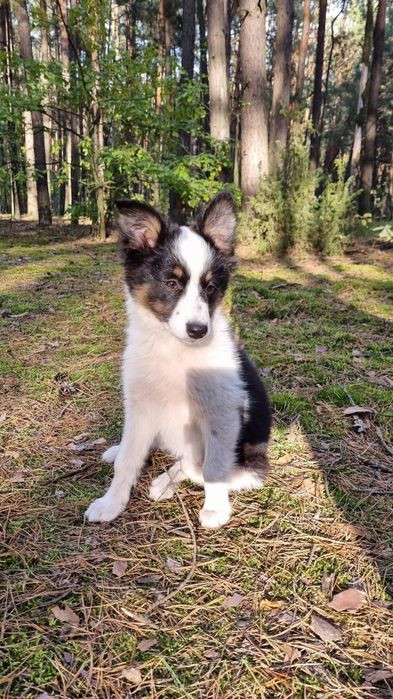 Border Collie suczka czarno biała tricolor