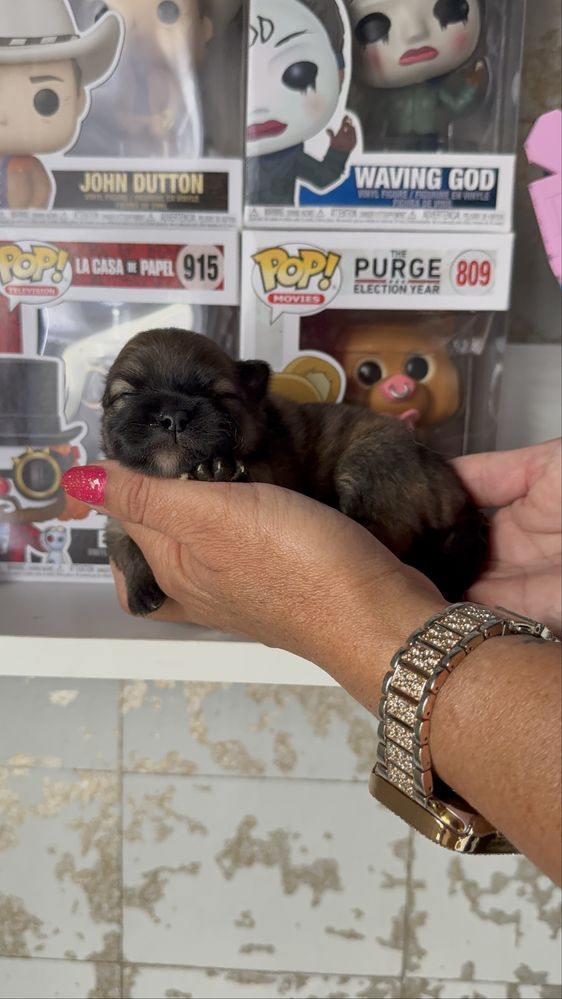 Szpic miniaturowy pomeranian dziewczynka