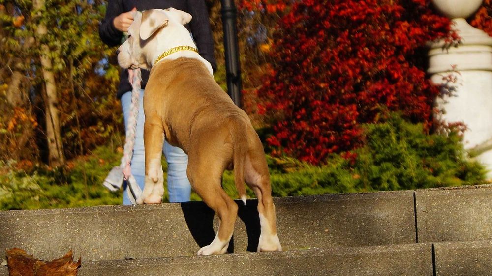 Lolek, piekny samiec Amstaff z rodowodem,  do odbioru